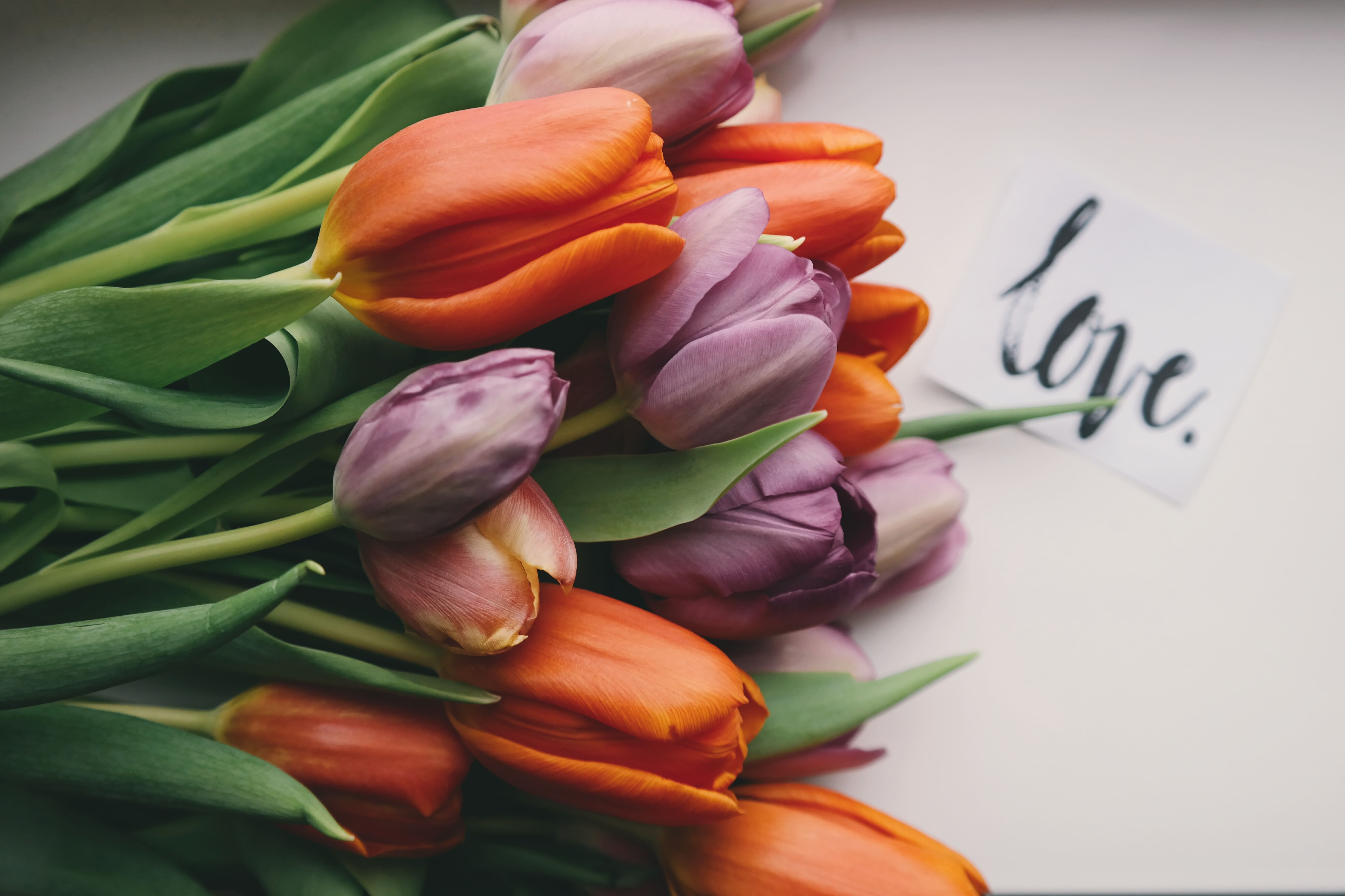 orange tulip