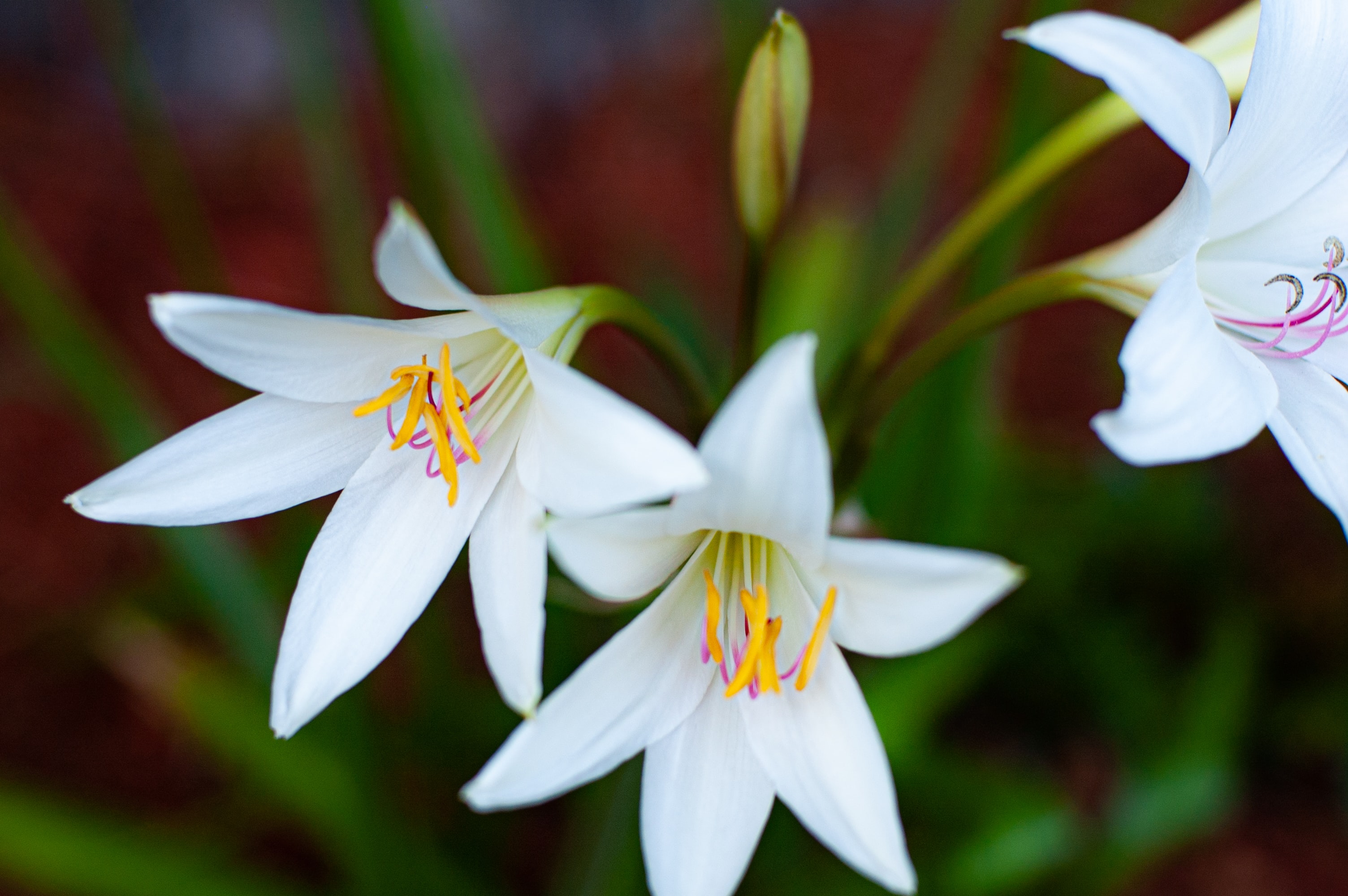 Lily