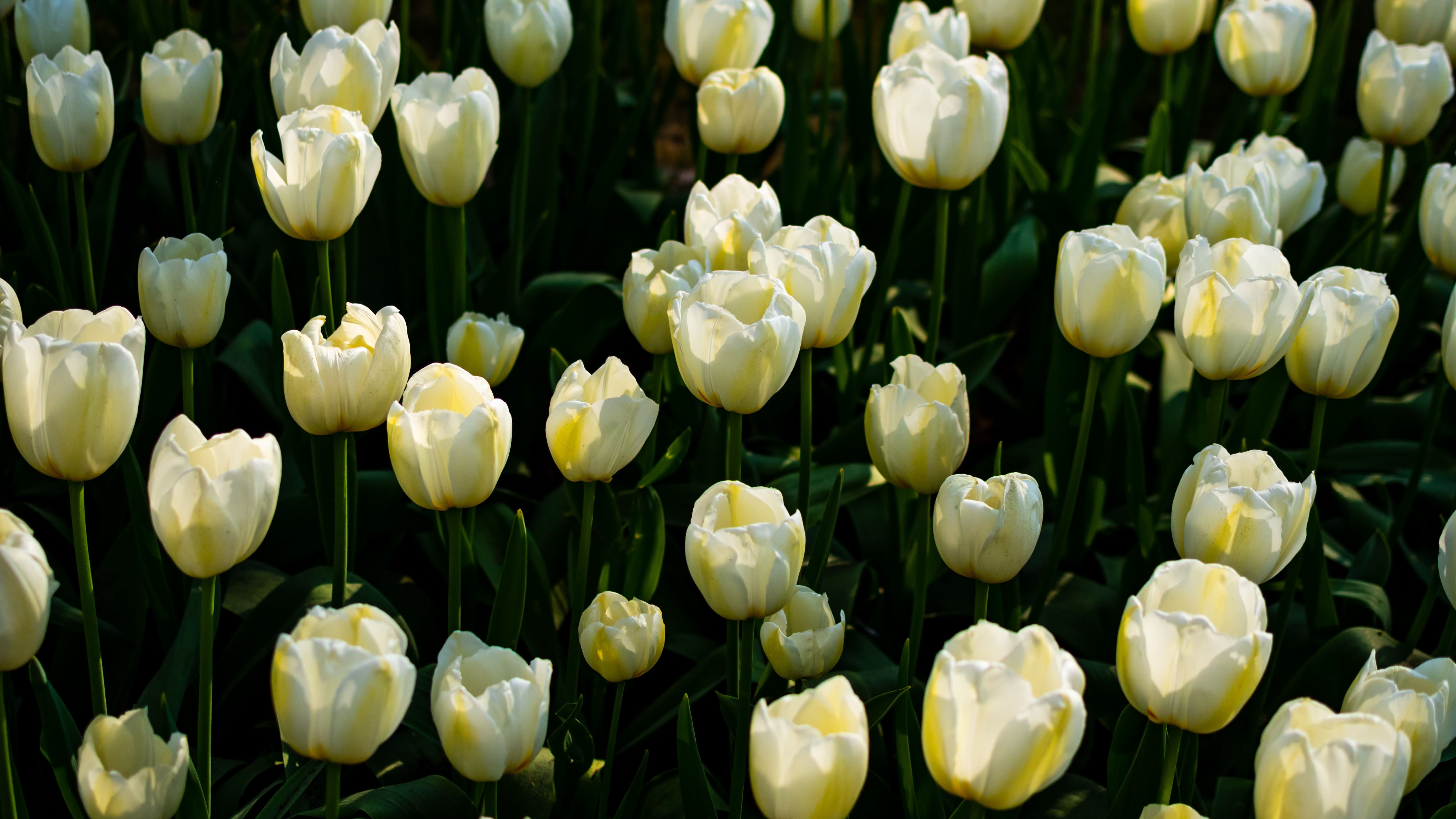 white lily
